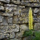 Lupin at theside of the track